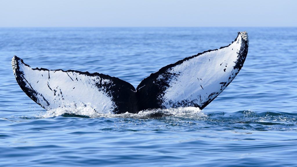 Caudale de baleine à bosse - humpback whale tail