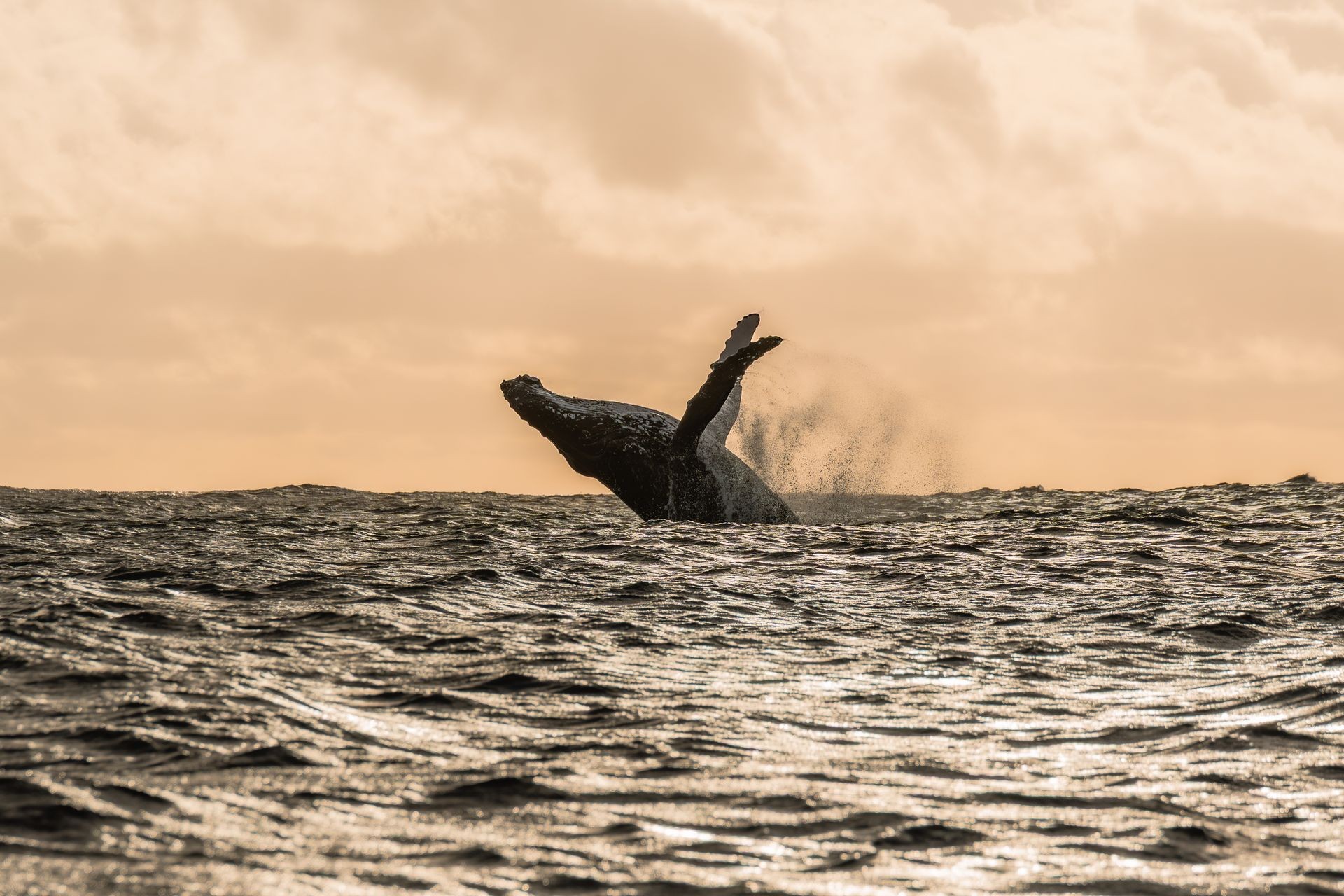 Observation des baleines à bosse