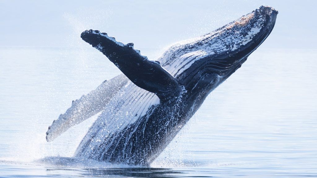 Saut de baleine à bosse en Polynésie Française - Humpback whale breaching off the coast of Polynesian islands