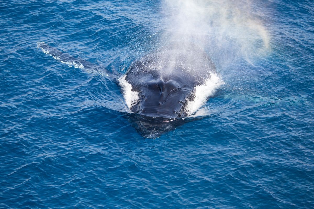 Une baleine à bosse qui reprend son souffle dans l'océan Pacifique - Humpback whale breathing on the surface in the Pacifik ocean
